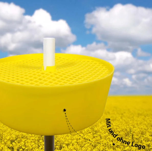 Gelbschalen-Raps-Schädlingsbekämpfung